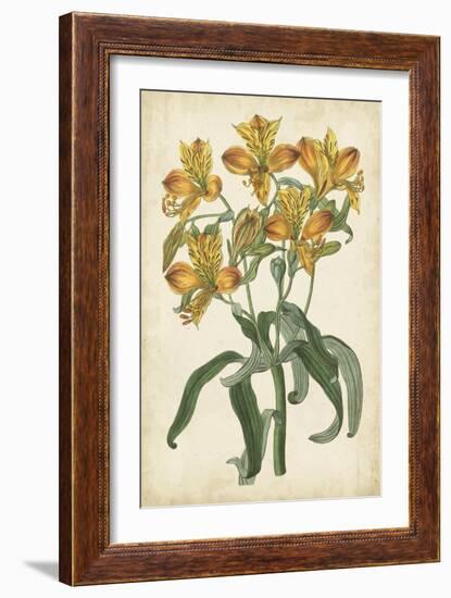 Botanical Display III-Vision Studio-Framed Art Print