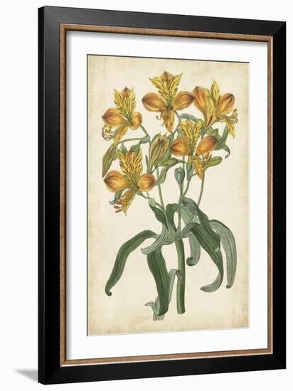 Botanical Display III-Vision Studio-Framed Art Print