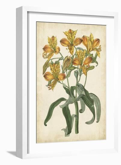 Botanical Display III-Vision Studio-Framed Art Print