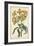 Botanical Display III-Vision Studio-Framed Art Print