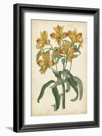 Botanical Display III-Vision Studio-Framed Art Print