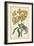 Botanical Display III-Vision Studio-Framed Art Print