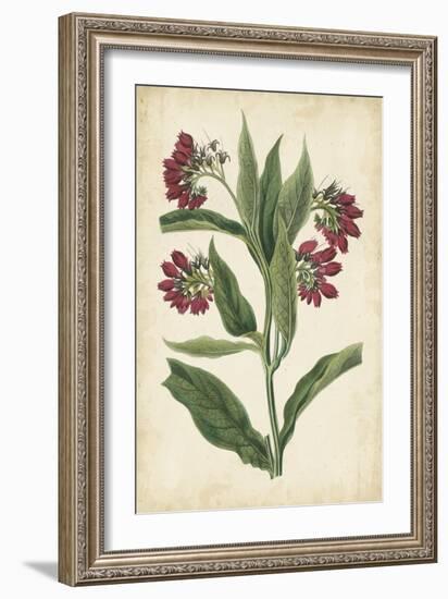 Botanical Display IV-Vision Studio-Framed Art Print