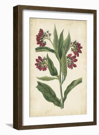 Botanical Display IV-Vision Studio-Framed Art Print