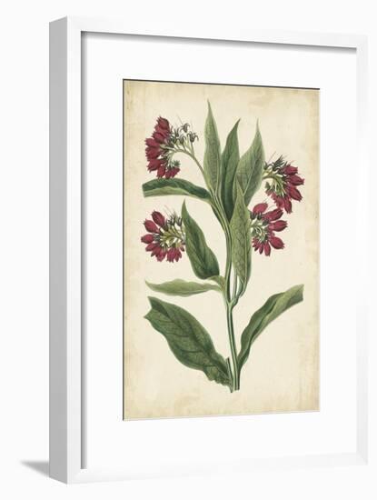 Botanical Display IV-Vision Studio-Framed Art Print