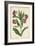 Botanical Display IV-Vision Studio-Framed Art Print