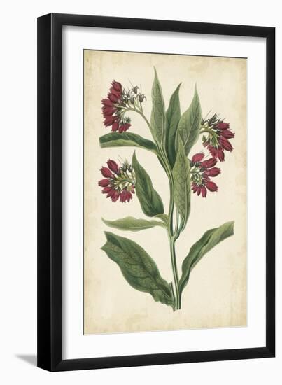 Botanical Display IV-Vision Studio-Framed Art Print