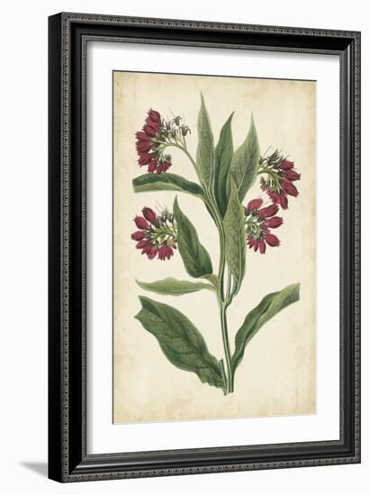 Botanical Display IV-Vision Studio-Framed Art Print