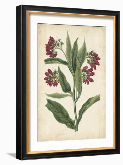 Botanical Display IV-Vision Studio-Framed Art Print