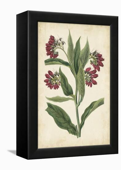 Botanical Display IV-Vision Studio-Framed Stretched Canvas