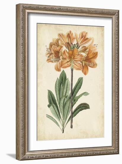 Botanical Display V-Vision Studio-Framed Art Print