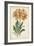 Botanical Display V-Vision Studio-Framed Art Print