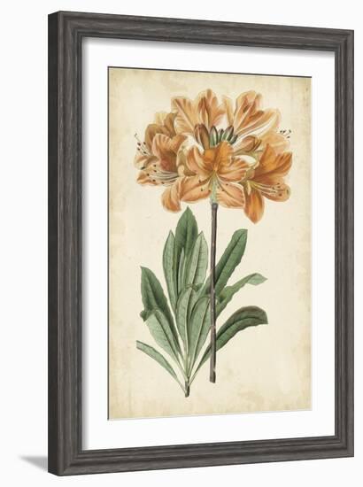 Botanical Display V-Vision Studio-Framed Art Print