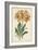 Botanical Display V-Vision Studio-Framed Art Print