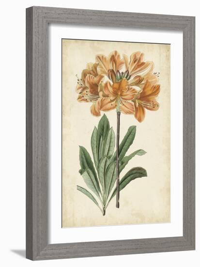 Botanical Display V-Vision Studio-Framed Art Print