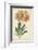 Botanical Display V-Vision Studio-Framed Art Print