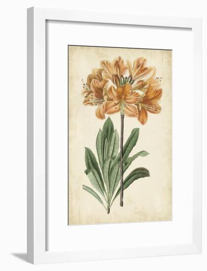 Botanical Display V-Vision Studio-Framed Art Print