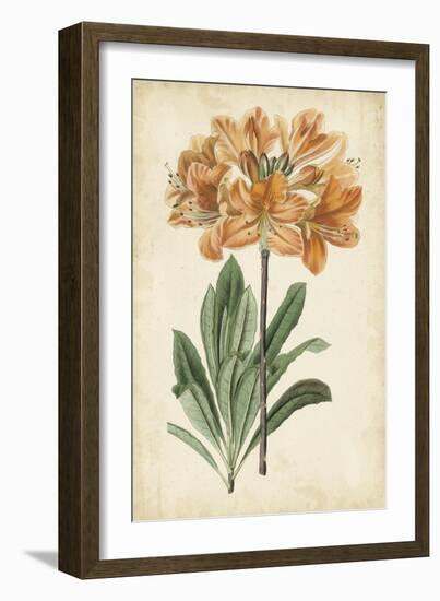 Botanical Display V-Vision Studio-Framed Art Print