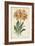 Botanical Display V-Vision Studio-Framed Art Print