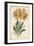 Botanical Display V-Vision Studio-Framed Art Print