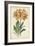 Botanical Display V-Vision Studio-Framed Art Print