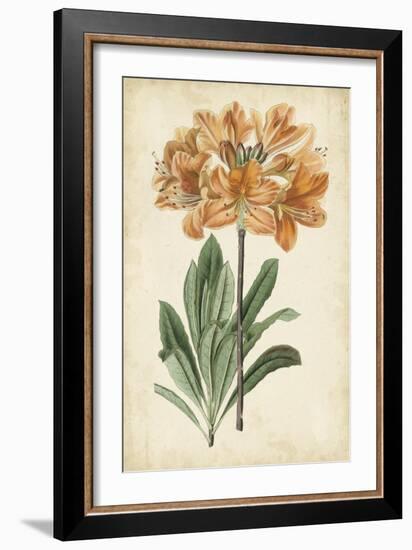 Botanical Display V-Vision Studio-Framed Art Print