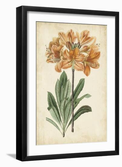 Botanical Display V-Vision Studio-Framed Art Print