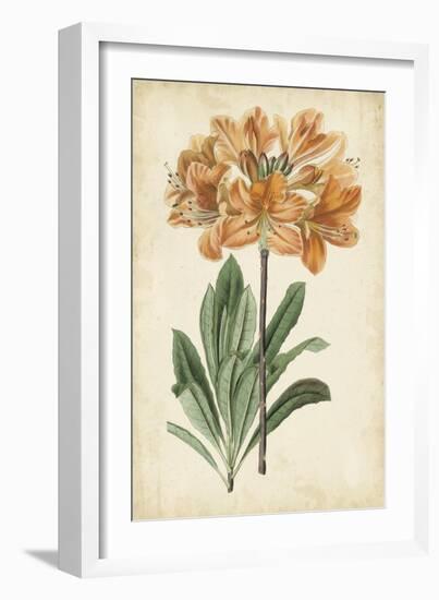 Botanical Display V-Vision Studio-Framed Art Print