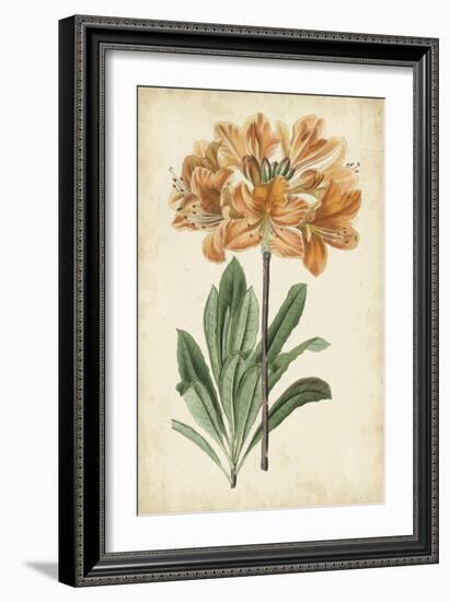 Botanical Display V-Vision Studio-Framed Art Print