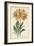 Botanical Display V-Vision Studio-Framed Art Print