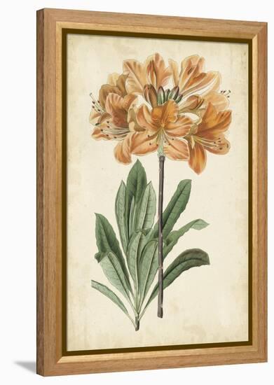 Botanical Display V-Vision Studio-Framed Stretched Canvas