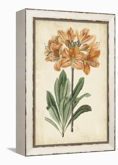 Botanical Display V-Vision Studio-Framed Stretched Canvas