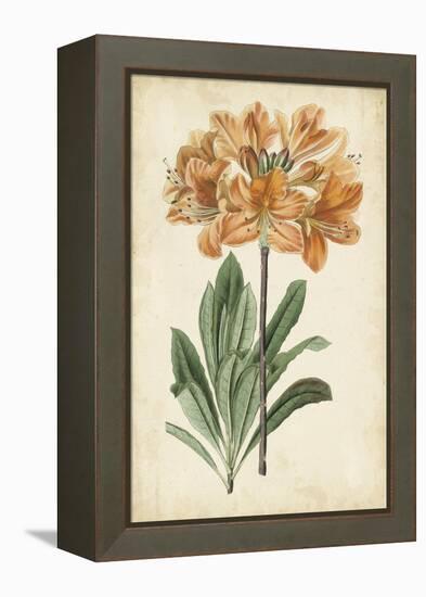 Botanical Display V-Vision Studio-Framed Stretched Canvas