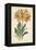 Botanical Display V-Vision Studio-Framed Stretched Canvas