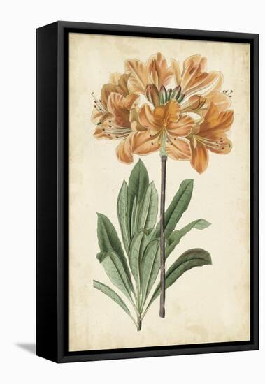 Botanical Display V-Vision Studio-Framed Stretched Canvas