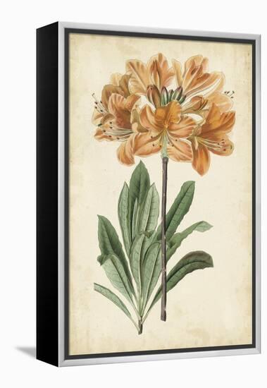 Botanical Display V-Vision Studio-Framed Stretched Canvas