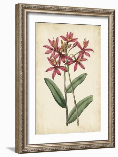 Botanical Display VI-Vision Studio-Framed Art Print