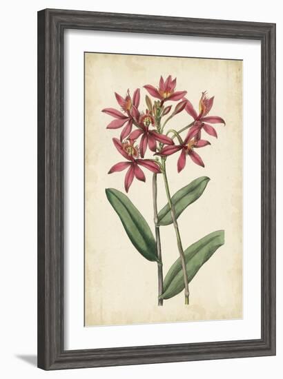 Botanical Display VI-Vision Studio-Framed Art Print