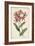 Botanical Display VI-Vision Studio-Framed Art Print