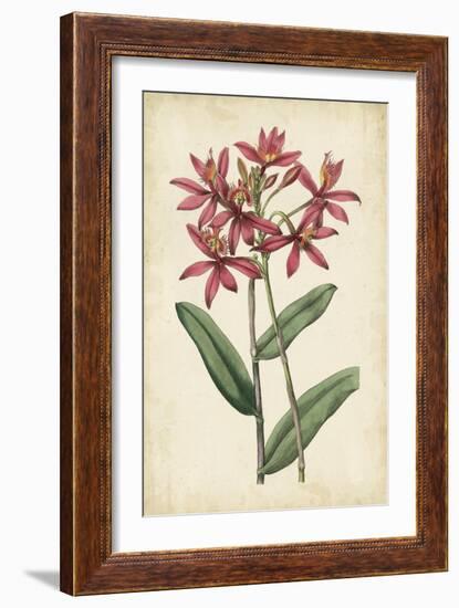 Botanical Display VI-Vision Studio-Framed Art Print