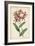 Botanical Display VI-Vision Studio-Framed Art Print