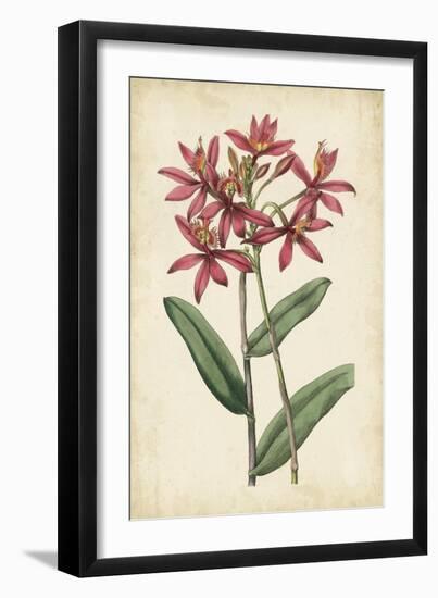 Botanical Display VI-Vision Studio-Framed Art Print