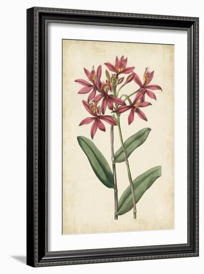 Botanical Display VI-Vision Studio-Framed Art Print