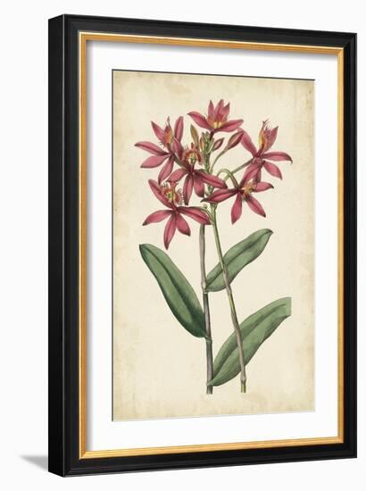 Botanical Display VI-Vision Studio-Framed Art Print