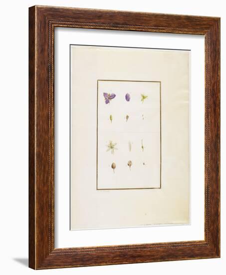 Botanical Dissection: Spidorwort and Senna, C. 1778-1790-Pierre Joseph Redoute-Framed Giclee Print