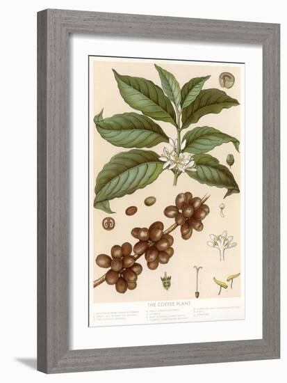 Botanical Drawing of Coffee Plant-null-Framed Art Print