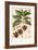 Botanical Drawing of Coffee Plant-null-Framed Art Print