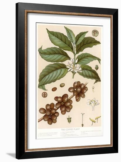 Botanical Drawing of Coffee Plant-null-Framed Art Print