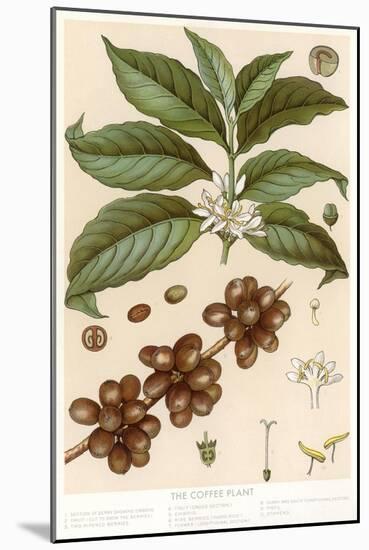 Botanical Drawing of Coffee Plant-null-Mounted Art Print