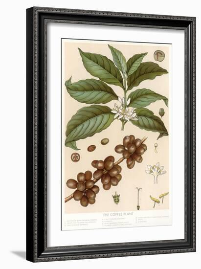 Botanical Drawing of Coffee Plant-null-Framed Art Print